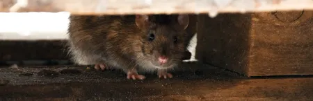 rat