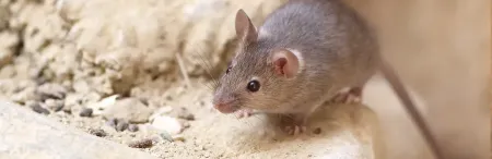 mouse