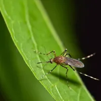 mosquito on a leaf