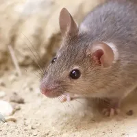 mouse