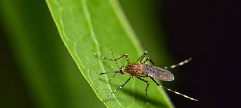 mosquito on a leaf